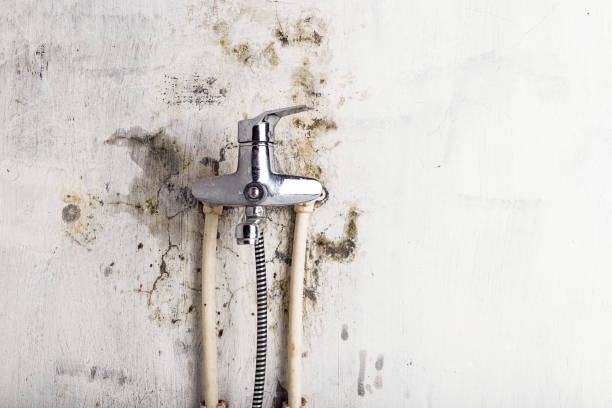 Best Home Mold Removal  in Dalworthington Gardens, TX