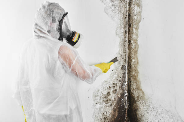 Certified Mold Removal in Dalworthington Gardens, TX