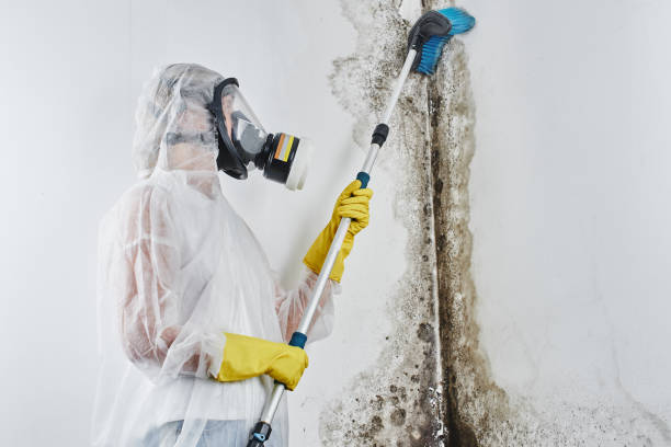 Best Home Mold Removal  in Dalworthington Gardens, TX