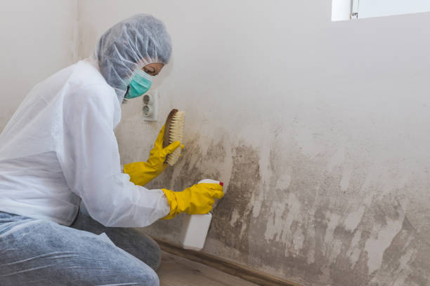 Best Mold Removal Company Near Me  in Dalworthington Gardens, TX