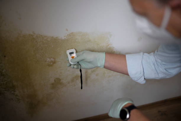 Best Certified Mold Removal  in Dalworthington Gardens, TX