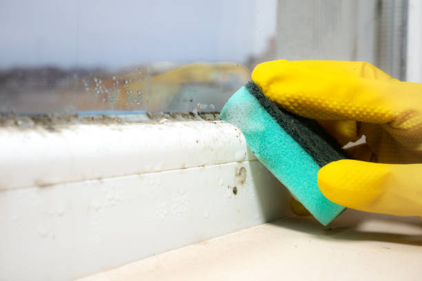 Best Mold Removal Near Me  in Dalworthington Gardens, TX