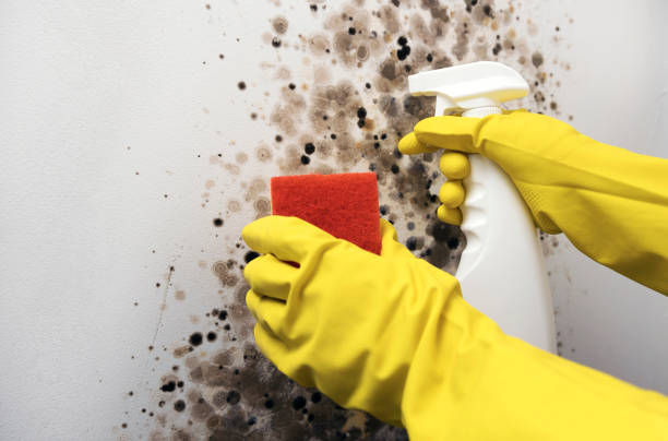 Reliable Dalworthington Gardens, TX Mold Removal Solutions