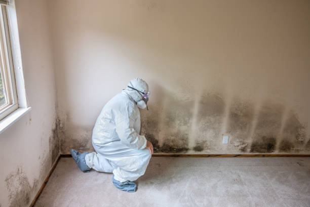 Best Professional Mold Removal  in Dalworthington Gardens, TX