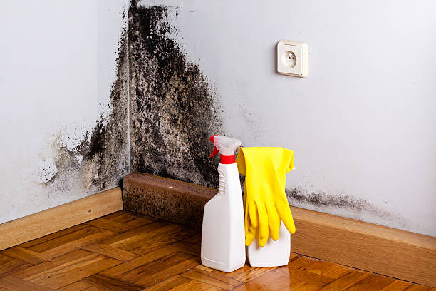 Best Toxic Mold Removal  in Dalworthington Gardens, TX