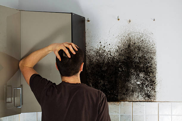 Best Commercial Mold Removal  in Dalworthington Gardens, TX