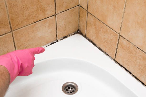 Trusted Dalworthington Gardens, TX Mold Removal Experts